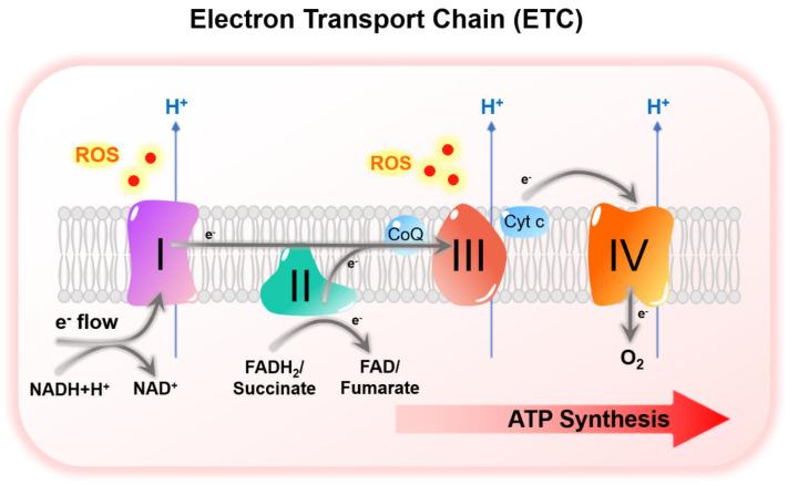 https://cdn.ncbi.nlm.nih.gov/pmc/blobs/f4c7/8304710/a7513b64d899/cells-10-01715-g003.jpg