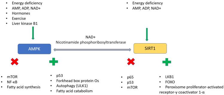 https://cdn.ncbi.nlm.nih.gov/pmc/blobs/f4dd/10607657/2647d9bfb822/ijms-24-15468-g005.jpg