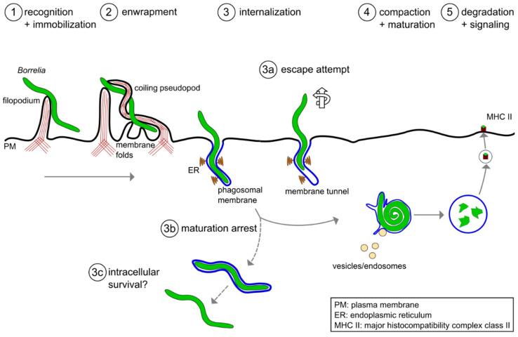 https://cdn.ncbi.nlm.nih.gov/pmc/blobs/f4ef/8301104/66ac13a82aa6/biology-10-00567-g001.jpg