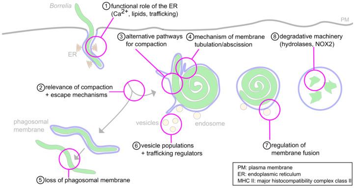 https://cdn.ncbi.nlm.nih.gov/pmc/blobs/f4ef/8301104/ef6de09aa2d0/biology-10-00567-g006.jpg