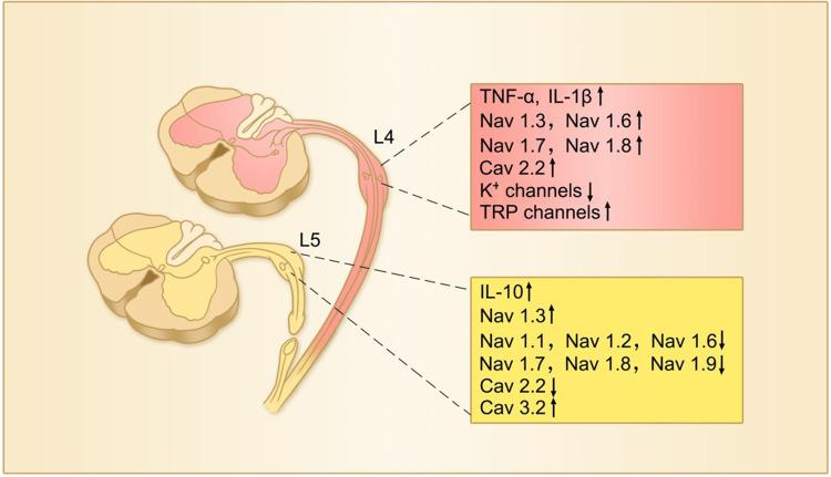 https://cdn.ncbi.nlm.nih.gov/pmc/blobs/f523/9469940/1d53081ed10d/JIR-15-5201-g0002.jpg