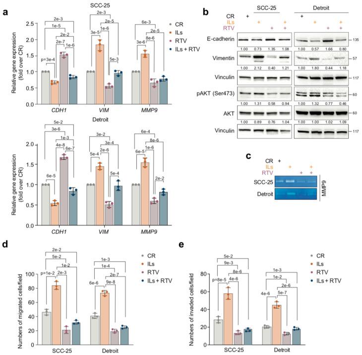 https://cdn.ncbi.nlm.nih.gov/pmc/blobs/f528/12346649/fc2a8622a806/cancers-17-02519-g004.jpg
