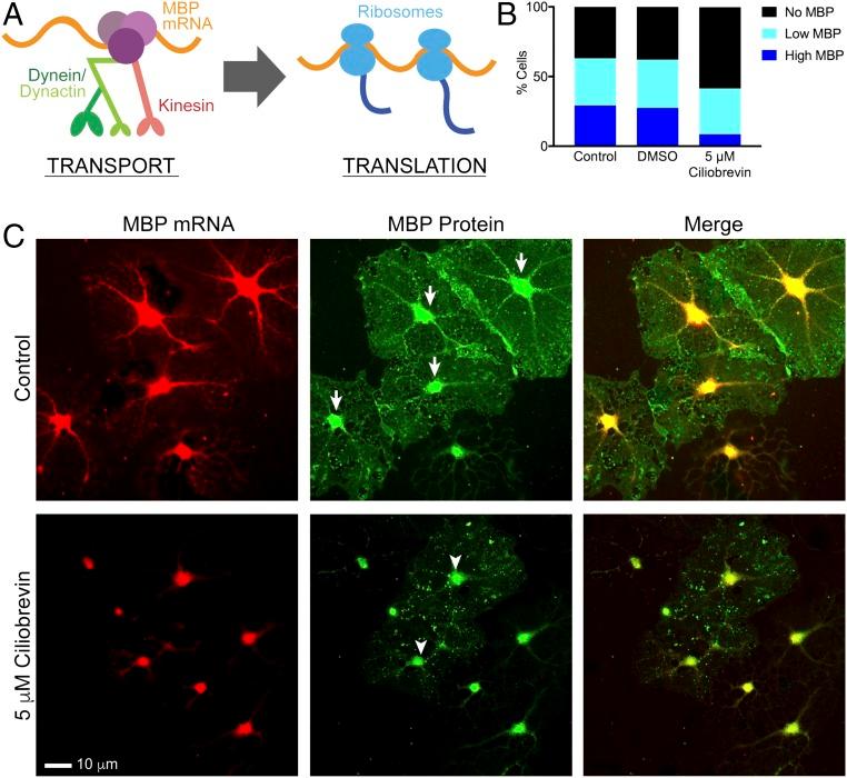 https://cdn.ncbi.nlm.nih.gov/pmc/blobs/f549/5664533/56da3a4ff056/pnas.1711088114fig08.jpg