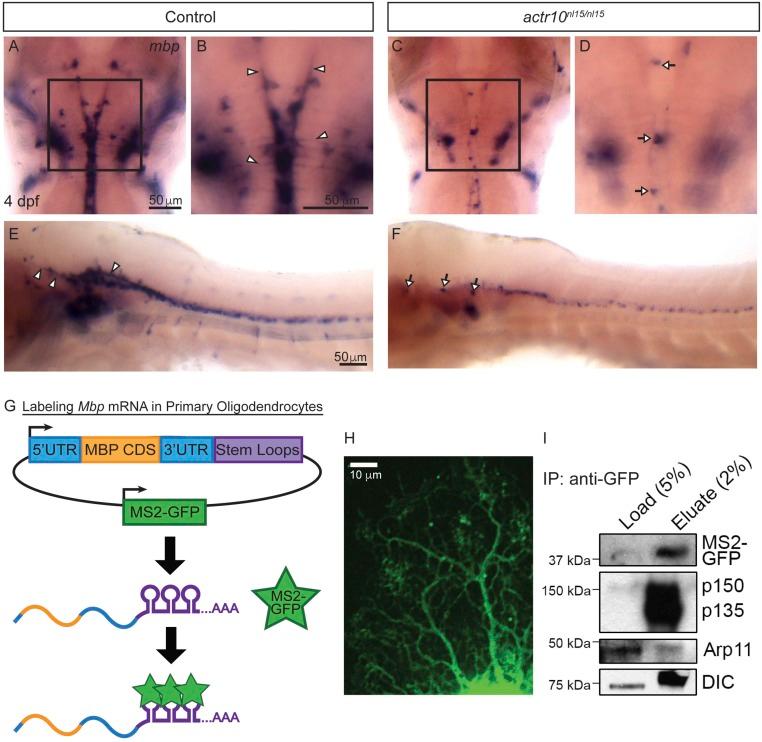 https://cdn.ncbi.nlm.nih.gov/pmc/blobs/f549/5664533/7dc6235de96b/pnas.1711088114fig06.jpg