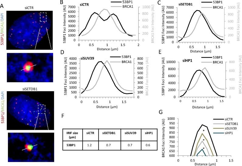 https://cdn.ncbi.nlm.nih.gov/pmc/blobs/f572/4652757/b0496d67c85b/gkv722fig5.jpg