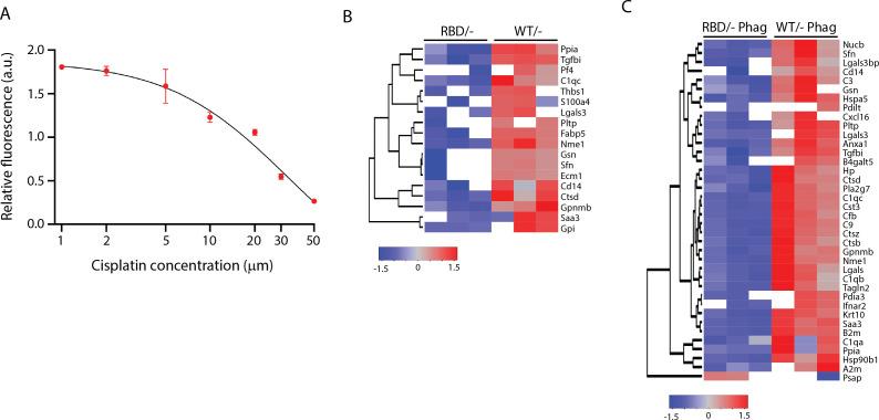 https://cdn.ncbi.nlm.nih.gov/pmc/blobs/f578/12021417/06d6f41e3002/elife-94590-fig5-figsupp1.jpg