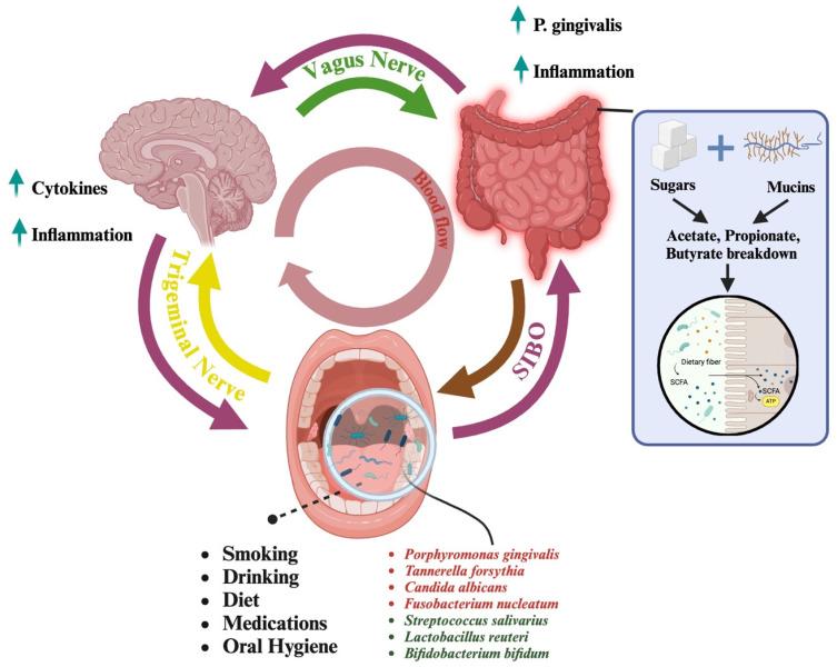 https://cdn.ncbi.nlm.nih.gov/pmc/blobs/f5b4/12029813/7571d4685e5d/microorganisms-13-00814-g001.jpg