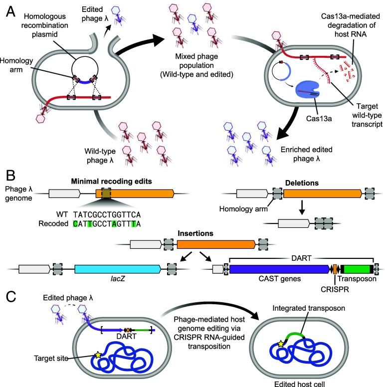 https://cdn.ncbi.nlm.nih.gov/pmc/blobs/f5fa/12318184/43c9f590f712/pnas.2504853122fig01.jpg