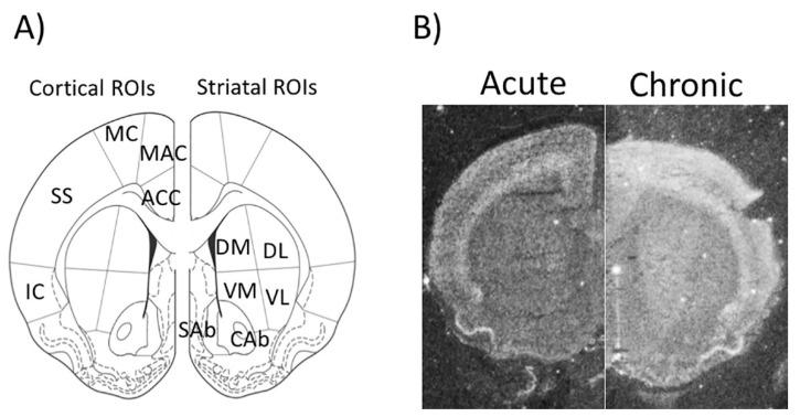 https://cdn.ncbi.nlm.nih.gov/pmc/blobs/f60e/7432375/d661970b4e72/ijms-21-05555-g001.jpg