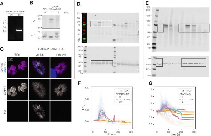 https://cdn.ncbi.nlm.nih.gov/pmc/blobs/f62b/11321763/961724e3bfd0/elife-93877-fig2-figsupp1.jpg