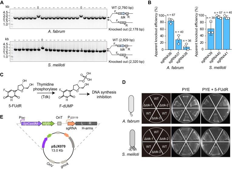 https://cdn.ncbi.nlm.nih.gov/pmc/blobs/f62c/12038397/163745f89031/gkaf353fig5.jpg