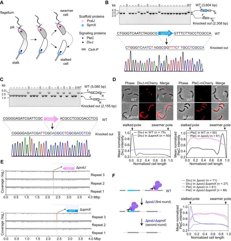 https://cdn.ncbi.nlm.nih.gov/pmc/blobs/f62c/12038397/82f690e30c10/gkaf353fig3.jpg