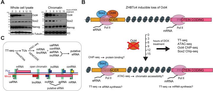 https://cdn.ncbi.nlm.nih.gov/pmc/blobs/f630/9142147/1f2ca91d6d40/elife-71533-fig1.jpg