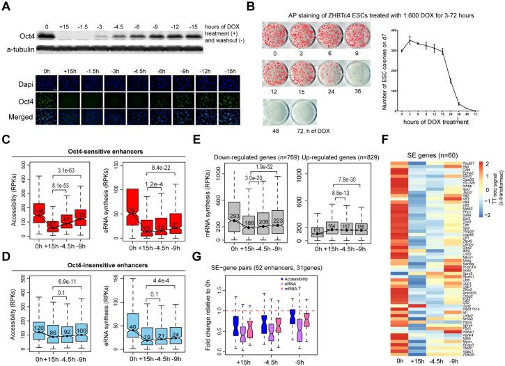 https://cdn.ncbi.nlm.nih.gov/pmc/blobs/f630/9142147/61734670beab/elife-71533-fig8.jpg