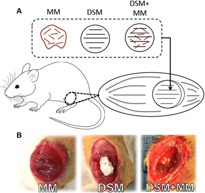 https://cdn.ncbi.nlm.nih.gov/pmc/blobs/f63a/10124022/0c69cc6edac8/12891_2023_6401_Fig1_HTML.jpg
