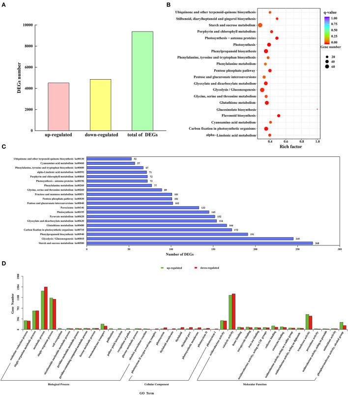 https://cdn.ncbi.nlm.nih.gov/pmc/blobs/f659/9348548/969151ee71f8/fpls-13-900870-g0005.jpg