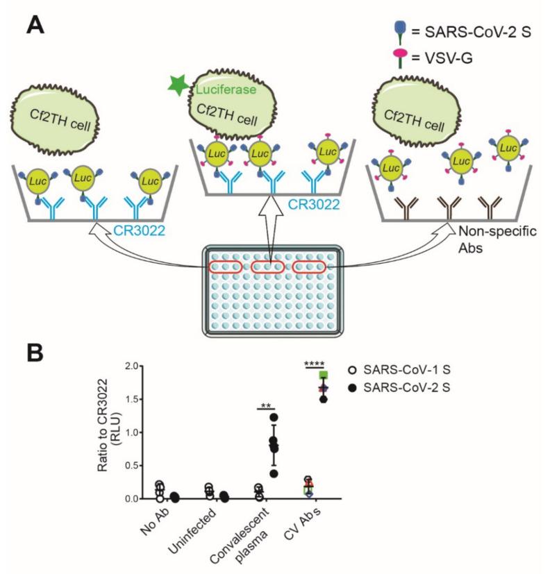 https://cdn.ncbi.nlm.nih.gov/pmc/blobs/f669/7692607/00c0bdfd9634/viruses-12-01214-g001.jpg