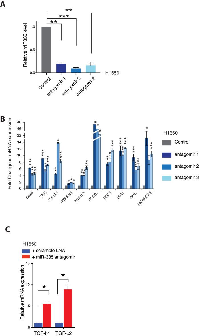 https://cdn.ncbi.nlm.nih.gov/pmc/blobs/f67d/8285107/02b3ef99d832/elife-66109-fig4-figsupp1.jpg