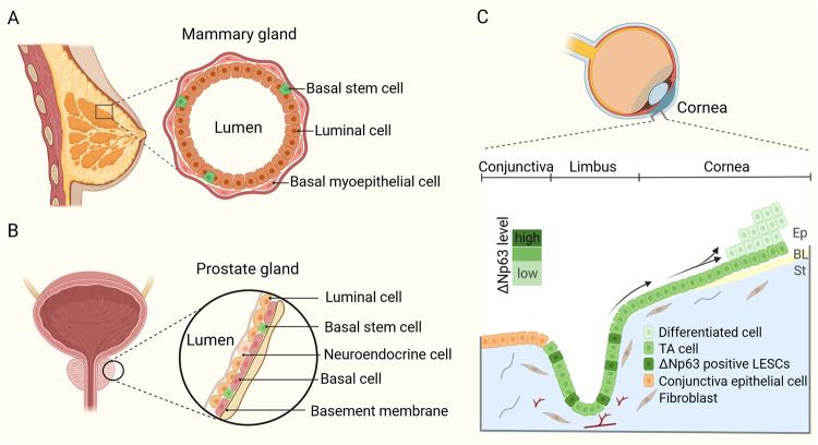 https://cdn.ncbi.nlm.nih.gov/pmc/blobs/f680/10638092/1b026cd323a3/41388_2023_2859_Fig3_HTML.jpg