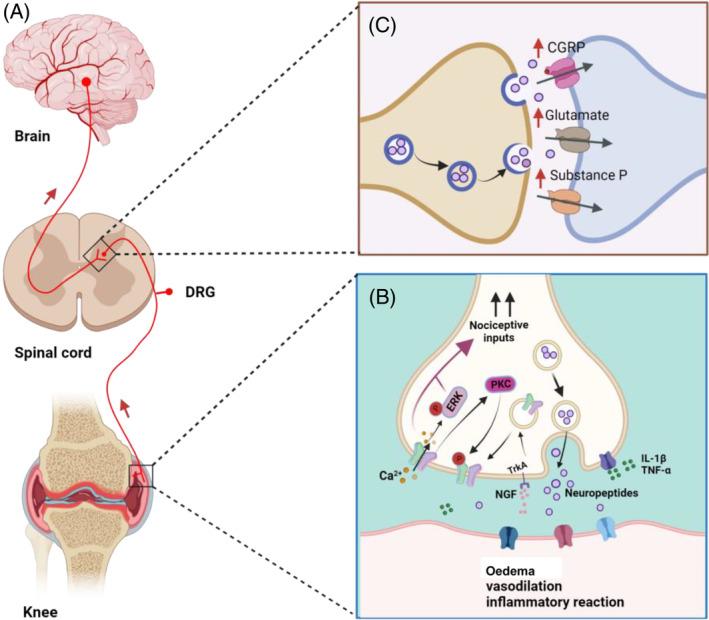 https://cdn.ncbi.nlm.nih.gov/pmc/blobs/f682/10905355/008a10d255ae/CPR-57-e13569-g004.jpg