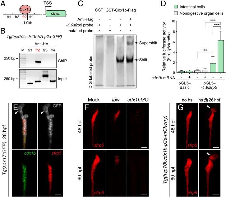https://cdn.ncbi.nlm.nih.gov/pmc/blobs/f6bf/9659337/65b5e95a2b91/pnas.2205110119fig05.jpg