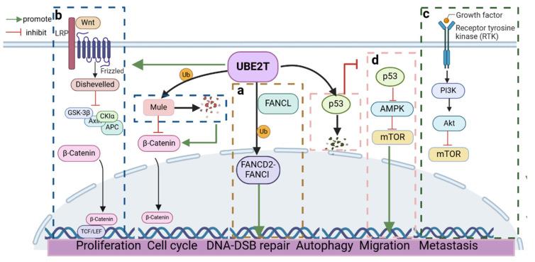 https://cdn.ncbi.nlm.nih.gov/pmc/blobs/f6c1/11719737/ae2f8e69e7ee/cells-14-00015-g004.jpg