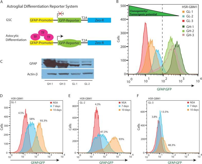 https://cdn.ncbi.nlm.nih.gov/pmc/blobs/f6e6/4808011/456ac13bfea7/oncotarget-07-0459-g001.jpg