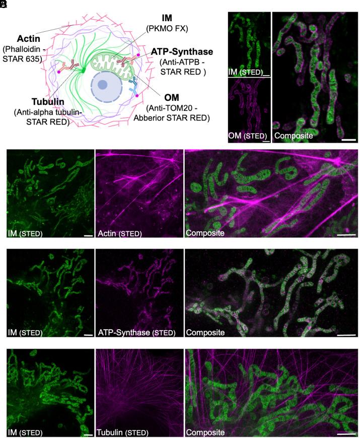 https://cdn.ncbi.nlm.nih.gov/pmc/blobs/f71f/11087744/351433b1fc31/pnas.2317703121fig05.jpg