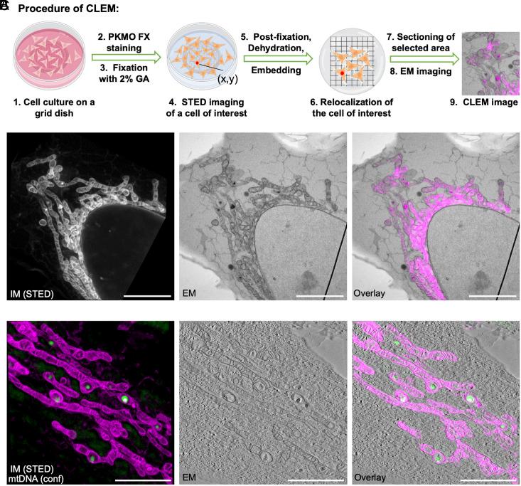 https://cdn.ncbi.nlm.nih.gov/pmc/blobs/f71f/11087744/e52e43310e6c/pnas.2317703121fig06.jpg