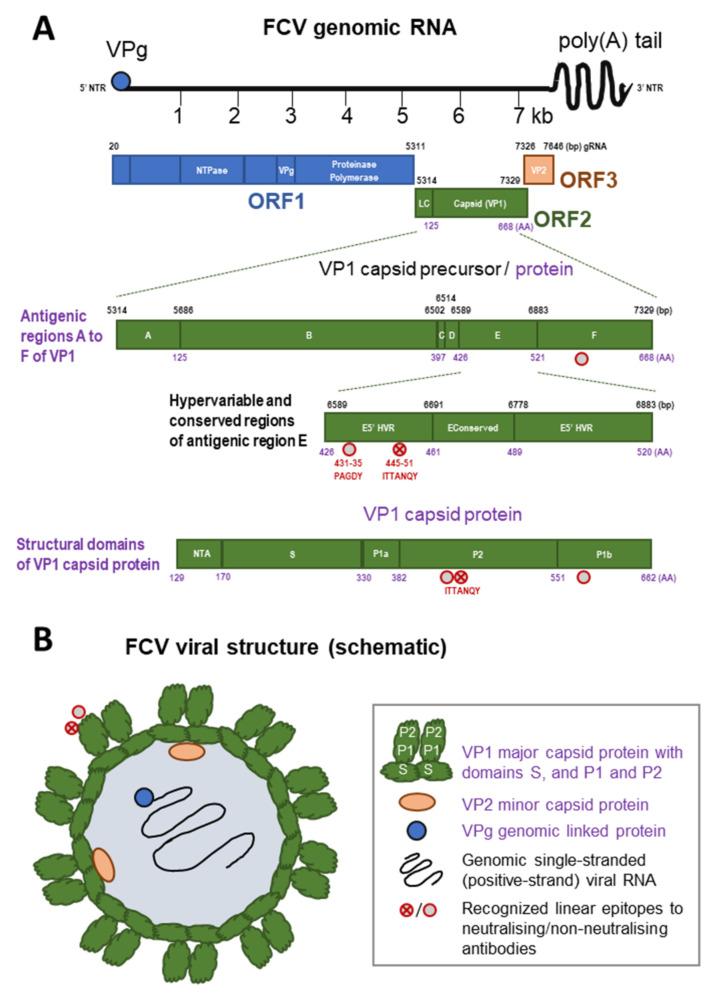 https://cdn.ncbi.nlm.nih.gov/pmc/blobs/f71f/9145992/5d481fc1c7d7/viruses-14-00937-g002.jpg