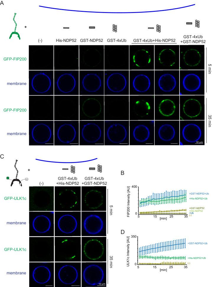 https://cdn.ncbi.nlm.nih.gov/pmc/blobs/f730/7447430/3718ec88f55e/elife-59099-fig4.jpg