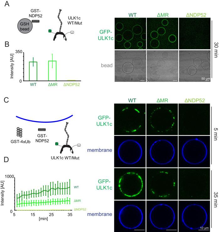 https://cdn.ncbi.nlm.nih.gov/pmc/blobs/f730/7447430/80c401818d1a/elife-59099-fig5.jpg