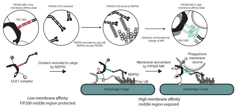 https://cdn.ncbi.nlm.nih.gov/pmc/blobs/f730/7447430/e5ad6d3ab6b6/elife-59099-fig6.jpg