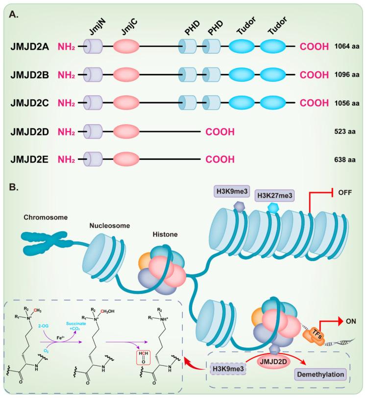 https://cdn.ncbi.nlm.nih.gov/pmc/blobs/f730/9221006/5550f01f1340/cancers-14-02841-g001.jpg