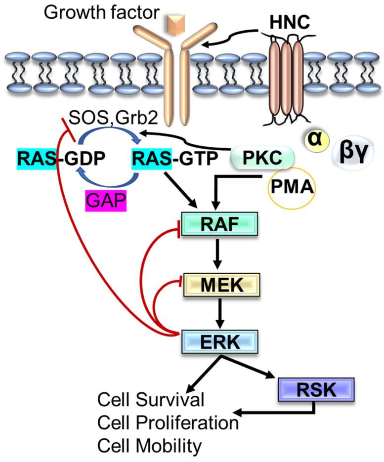 https://cdn.ncbi.nlm.nih.gov/pmc/blobs/f763/9318484/0ea6fbace113/cells-11-02209-g003.jpg