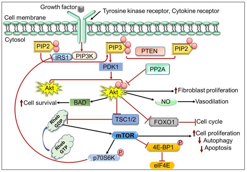 https://cdn.ncbi.nlm.nih.gov/pmc/blobs/f763/9318484/1d89fd9e64bd/cells-11-02209-g002.jpg