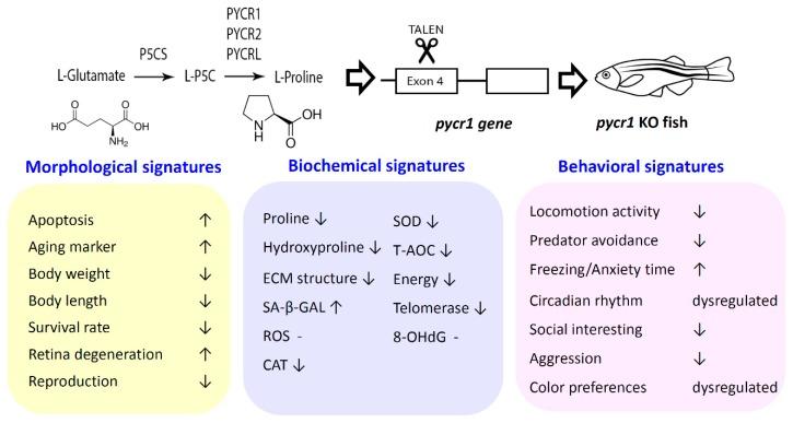 https://cdn.ncbi.nlm.nih.gov/pmc/blobs/f77a/6562453/eb583539c814/cells-08-00453-g008.jpg