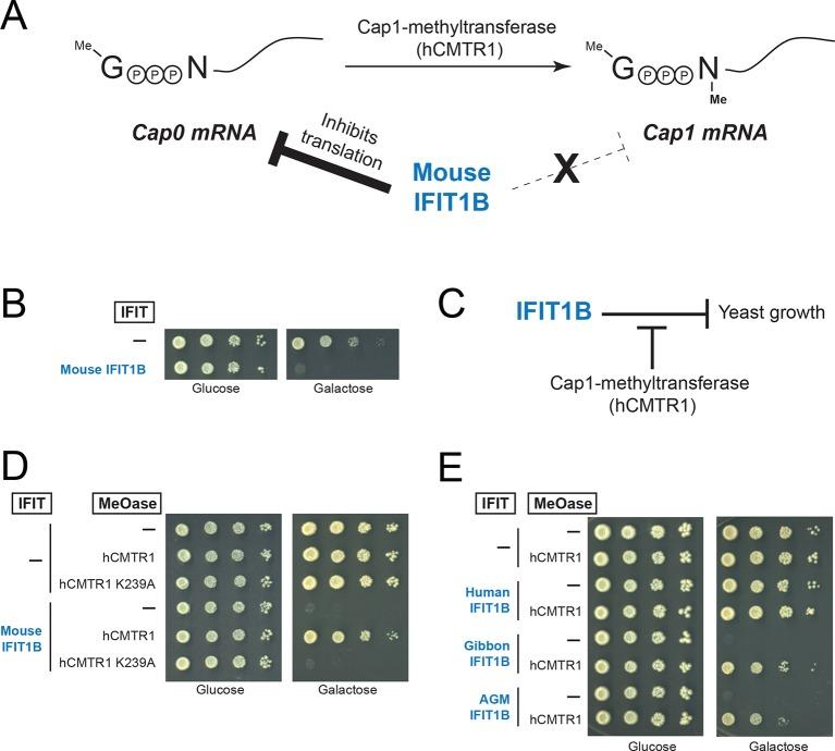 https://cdn.ncbi.nlm.nih.gov/pmc/blobs/f78e/4887208/26afec0cfe59/elife-14228-fig4.jpg