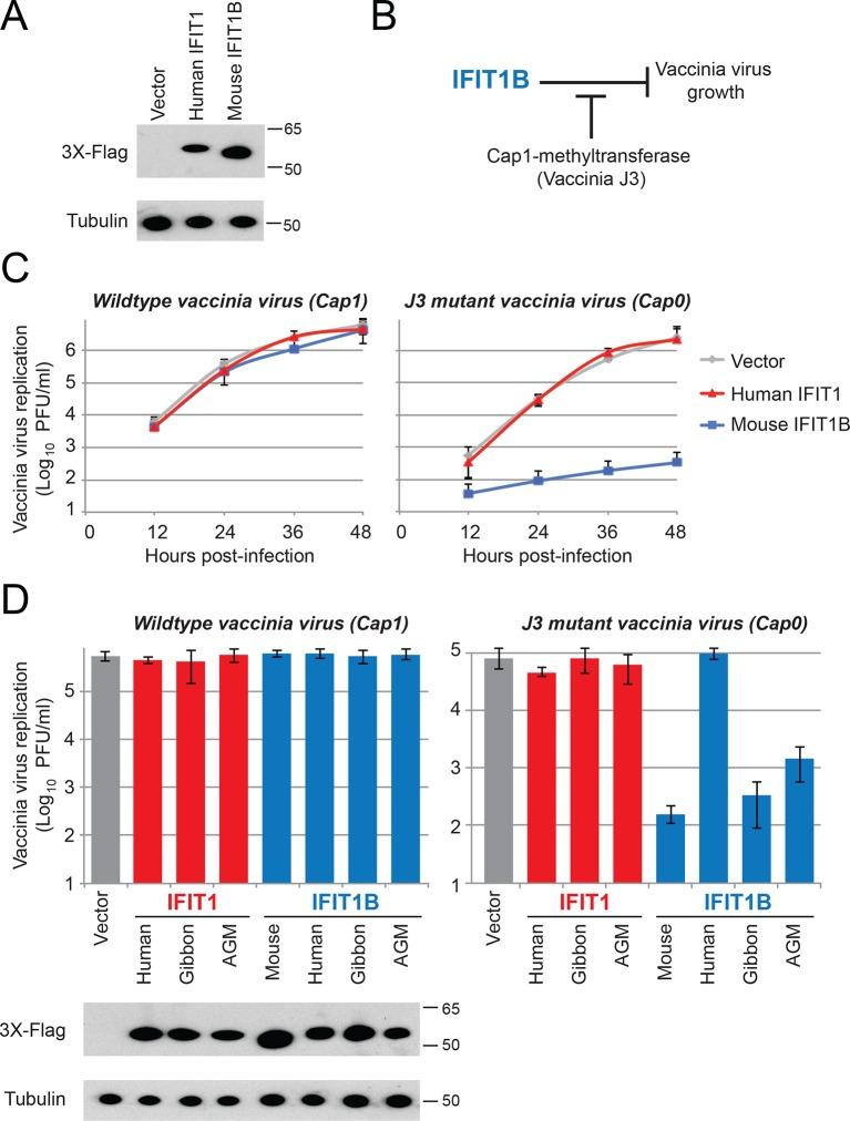 https://cdn.ncbi.nlm.nih.gov/pmc/blobs/f78e/4887208/562e6adf31de/elife-14228-fig6.jpg