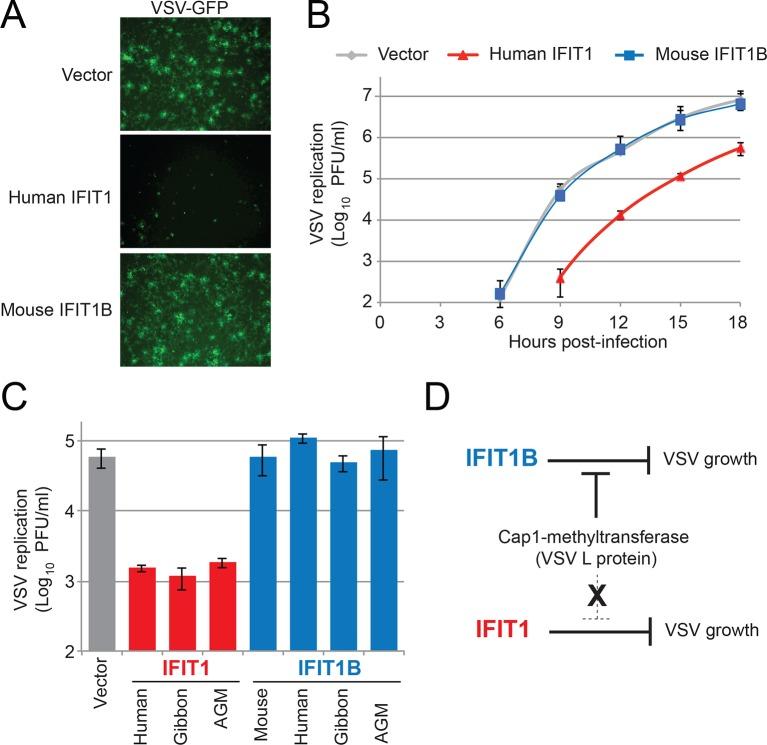 https://cdn.ncbi.nlm.nih.gov/pmc/blobs/f78e/4887208/992290194b72/elife-14228-fig7.jpg