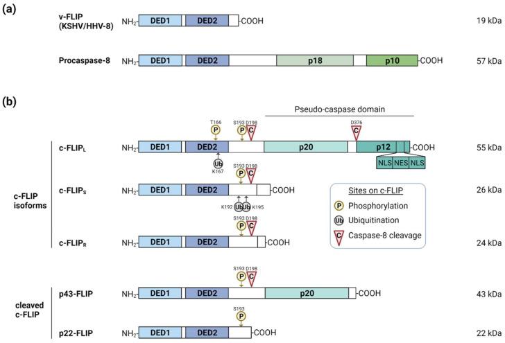 https://cdn.ncbi.nlm.nih.gov/pmc/blobs/f795/8874586/126208f1a5a0/viruses-14-00373-g001.jpg