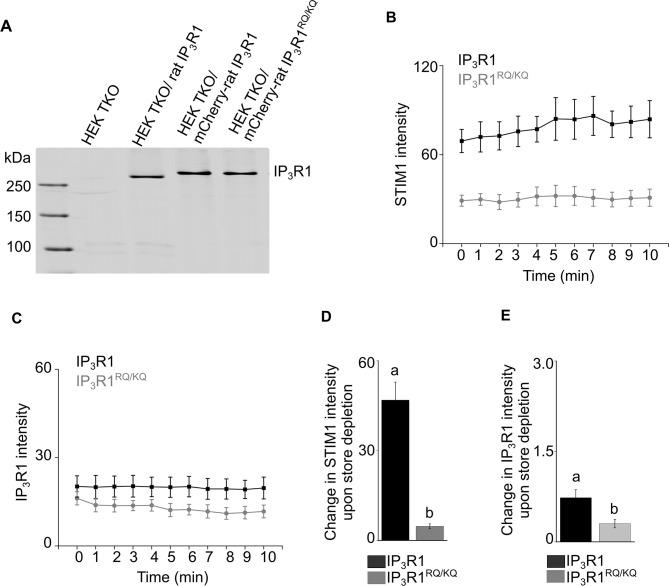https://cdn.ncbi.nlm.nih.gov/pmc/blobs/f811/10406432/0cb030108df8/elife-80447-fig6-figsupp1.jpg