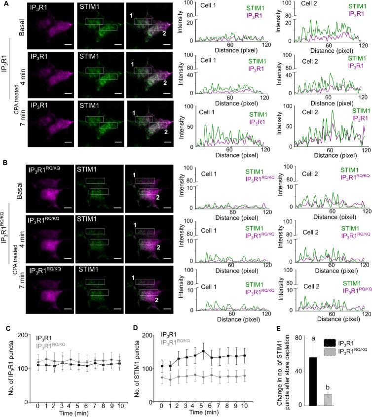 https://cdn.ncbi.nlm.nih.gov/pmc/blobs/f811/10406432/240ed18913d7/elife-80447-fig6.jpg