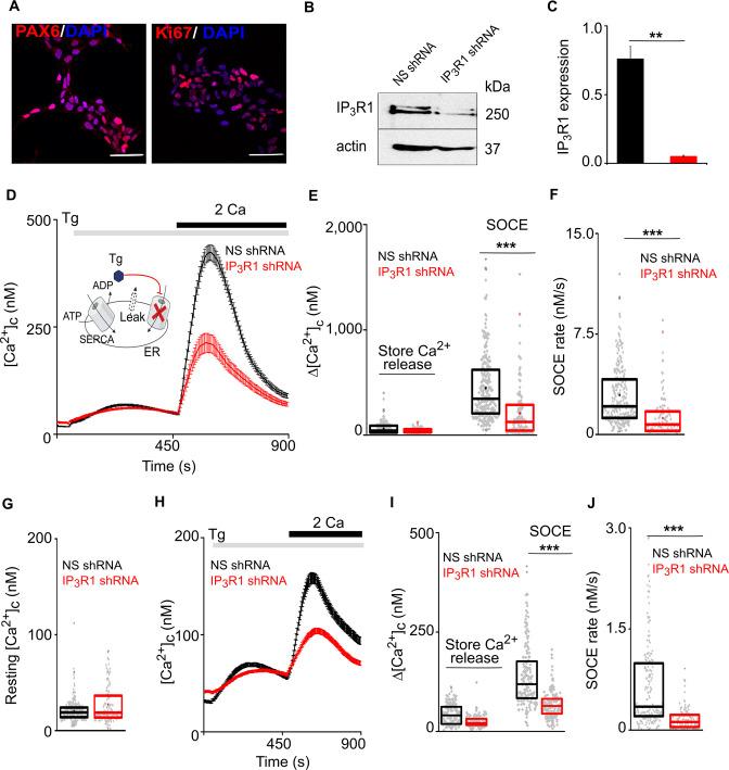 https://cdn.ncbi.nlm.nih.gov/pmc/blobs/f811/10406432/7f2f8c1d00e1/elife-80447-fig1.jpg