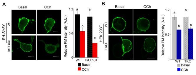 https://cdn.ncbi.nlm.nih.gov/pmc/blobs/f811/10406432/906f84a6f6ce/elife-80447-sa2-fig1.jpg
