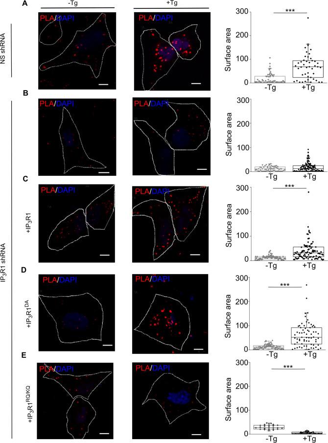 https://cdn.ncbi.nlm.nih.gov/pmc/blobs/f811/10406432/d33b764e6631/elife-80447-fig5.jpg