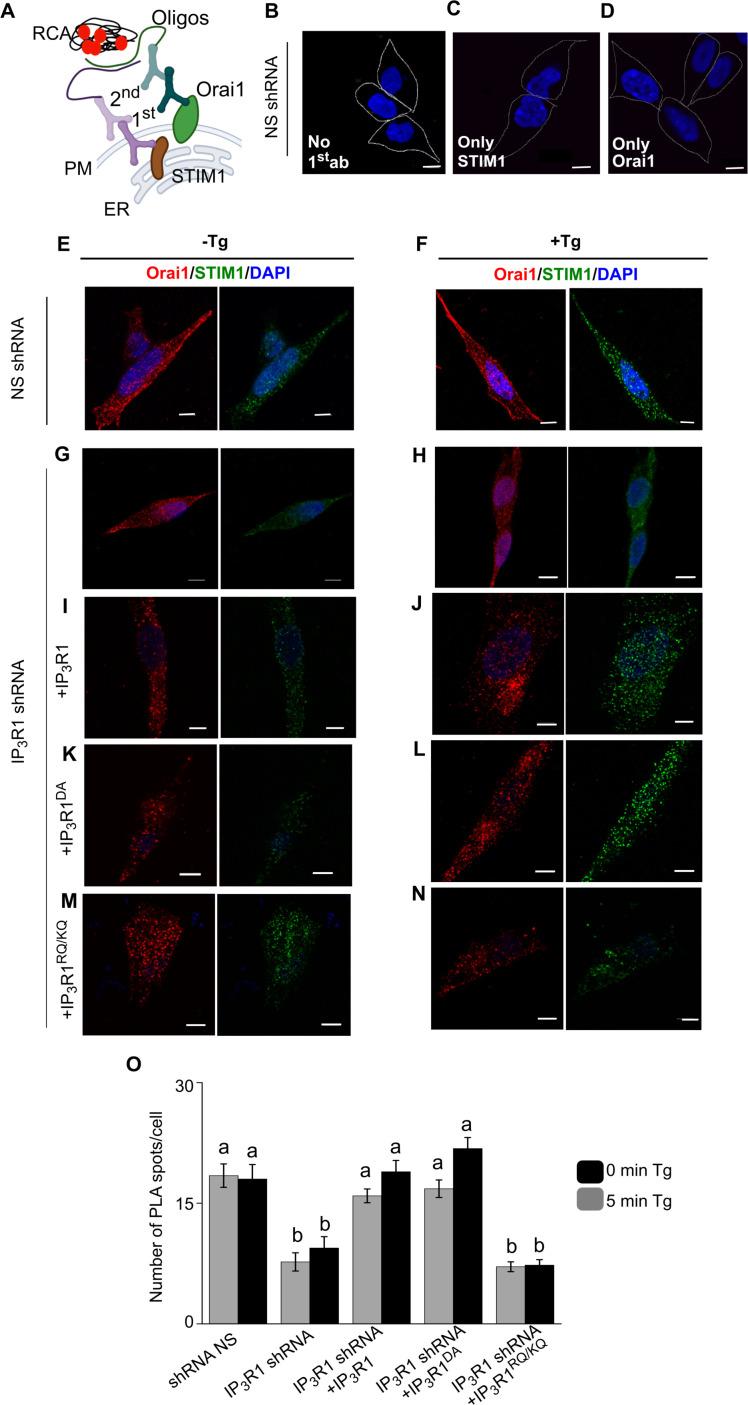 https://cdn.ncbi.nlm.nih.gov/pmc/blobs/f811/10406432/dc0886d69186/elife-80447-fig5-figsupp1.jpg