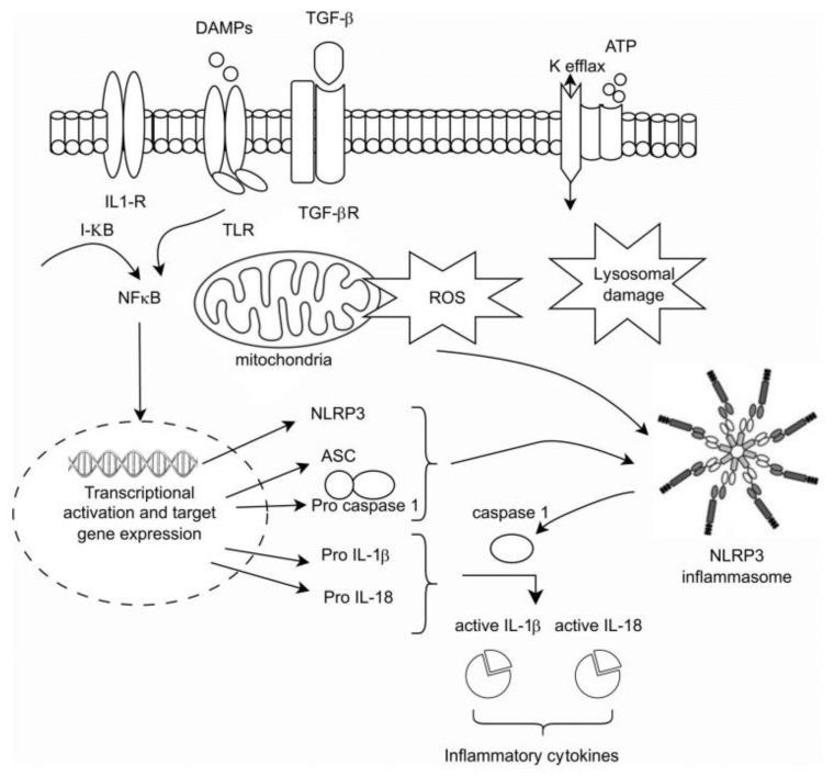 https://cdn.ncbi.nlm.nih.gov/pmc/blobs/f81d/10705738/0474012e21c9/cells-12-02714-g001.jpg