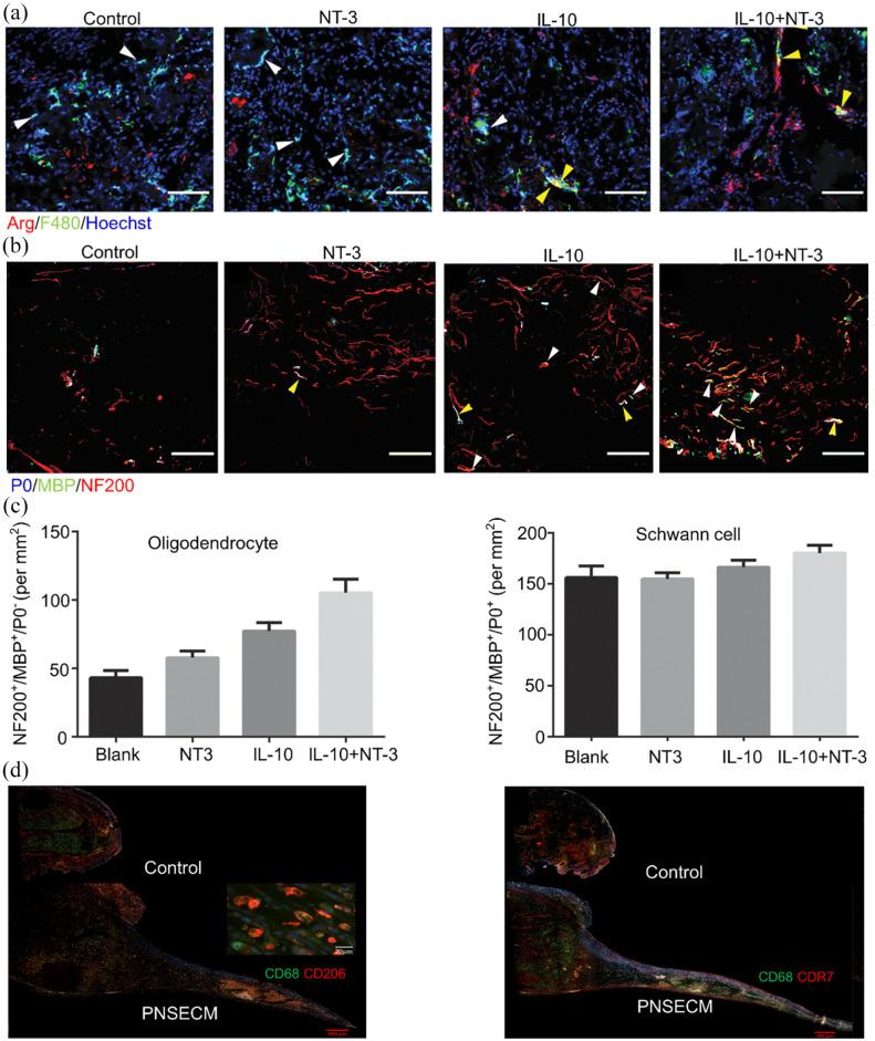 https://cdn.ncbi.nlm.nih.gov/pmc/blobs/f84c/9806413/94717d5a2694/10.1177_20417314221143059-fig3.jpg