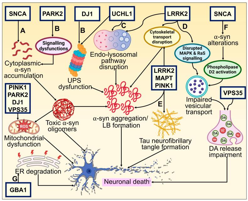 https://cdn.ncbi.nlm.nih.gov/pmc/blobs/f859/10813470/37c9cad4925f/biomolecules-14-00073-g002.jpg